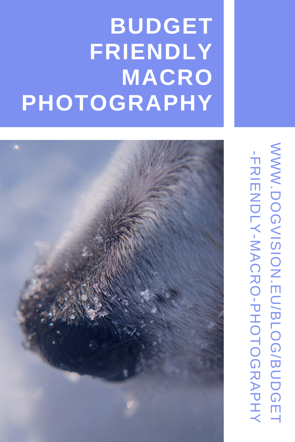 Budget friendly macro (dog) photography, www.DOGvision.eu