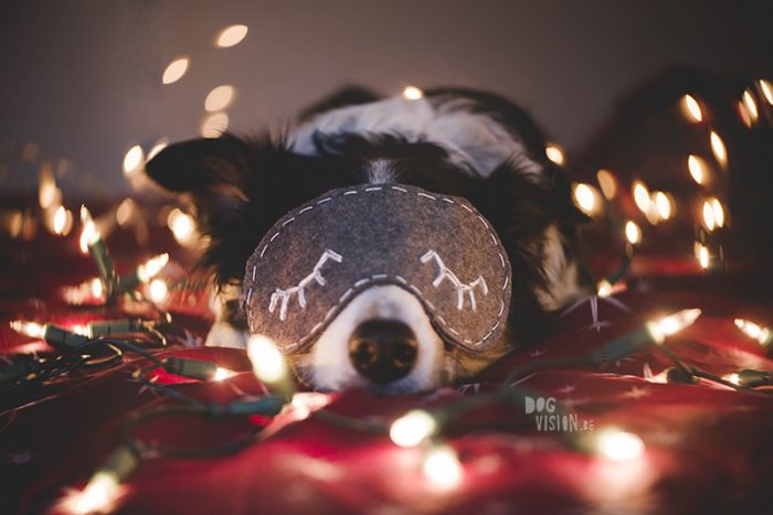 DOGvision | Christmas photoshoot ideas for dogs