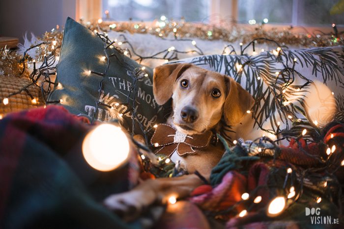 DOGvision | Christmas photoshoot ideas for dogs