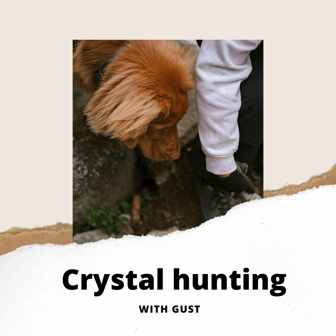 Gus the Toller (Nova Scotia Duck Tolling retriever), Crystal hunting in the Swedish woods, hiking with dogs, www.DOGvision.eu