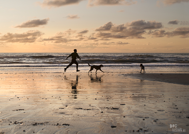 Traveling Europe with dogs, exploring Denmark, Skagen Løkken, AIRbnb Denmark, dog photographer, www.DOGvision.eu