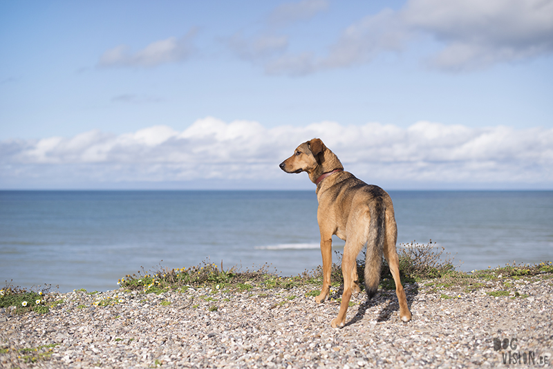 Traveling Europe with dogs, exploring Denmark, Skagen Løkken, AIRbnb Denmark, dog photographer, www.DOGvision.eu