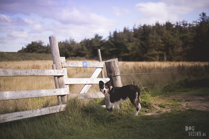 Traveling Europe with dogs, exploring Denmark, Skagen Løkken, AIRbnb Denmark, dog photographer, www.DOGvision.eu