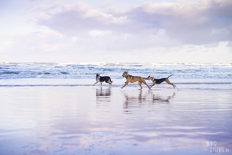 Traveling Europe with dogs, exploring Denmark, Skagen Løkken, AIRbnb Denmark, dog photographer, www.DOGvision.eu