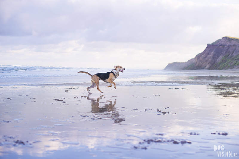 Traveling Europe with dogs, exploring Denmark, Skagen Løkken, AIRbnb Denmark, dog photographer, www.DOGvision.eu