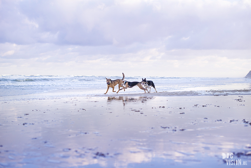 Traveling Europe with dogs, exploring Denmark, Skagen Løkken, AIRbnb Denmark, dog photographer, www.DOGvision.eu