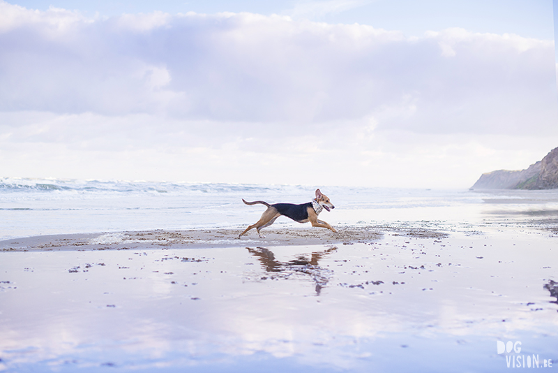 Traveling Europe with dogs, exploring Denmark, Skagen Løkken, AIRbnb Denmark, dog photographer, www.DOGvision.eu