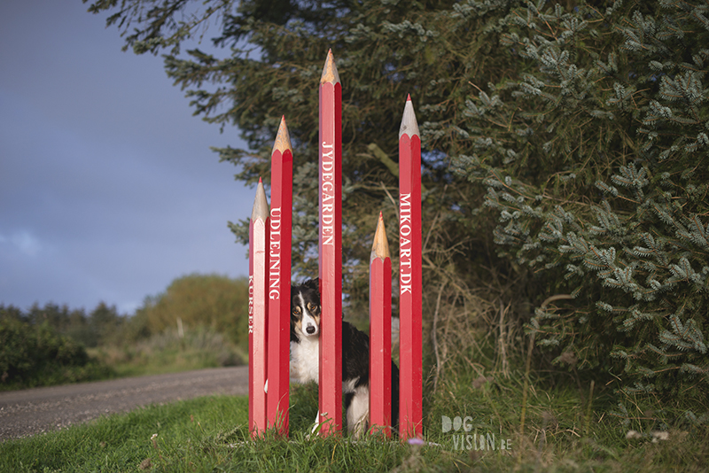 Traveling Europe with dogs, exploring Denmark, Skagen Løkken, AIRbnb Denmark, dog photographer, www.DOGvision.eu