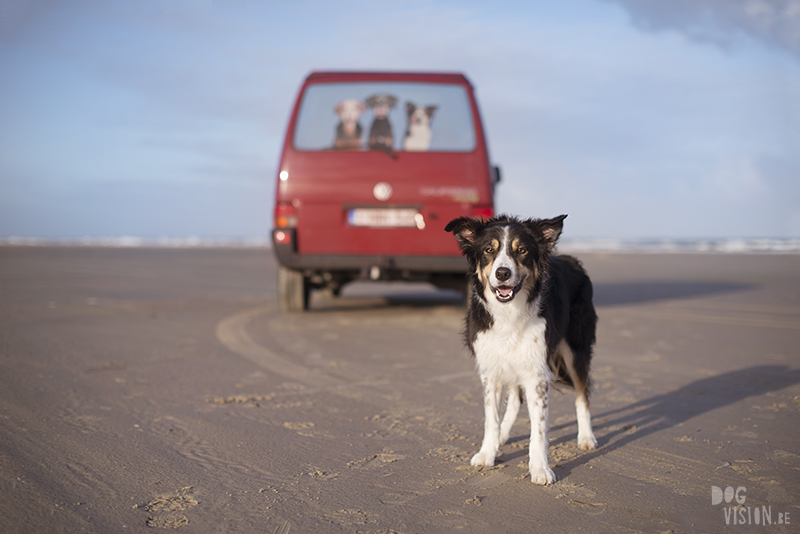 Traveling Europe with dogs, exploring Denmark, Skagen Løkken, AIRbnb Denmark, dog photographer, www.DOGvision.eu