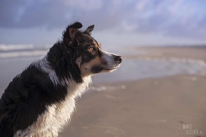 Traveling Europe with dogs, exploring Denmark, Skagen Løkken, AIRbnb Denmark, dog photographer, www.DOGvision.eu