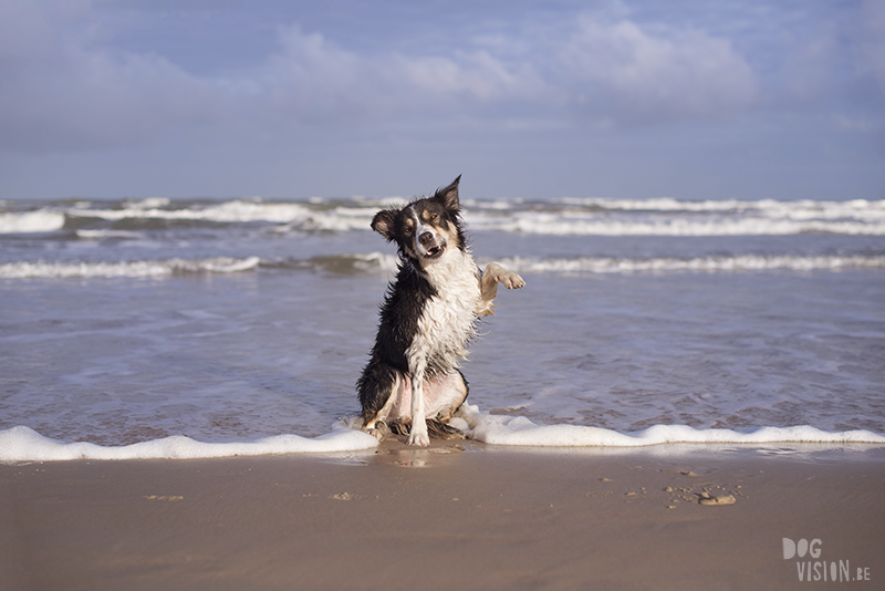 Traveling Europe with dogs, exploring Denmark, Skagen Løkken, AIRbnb Denmark, dog photographer, www.DOGvision.eu