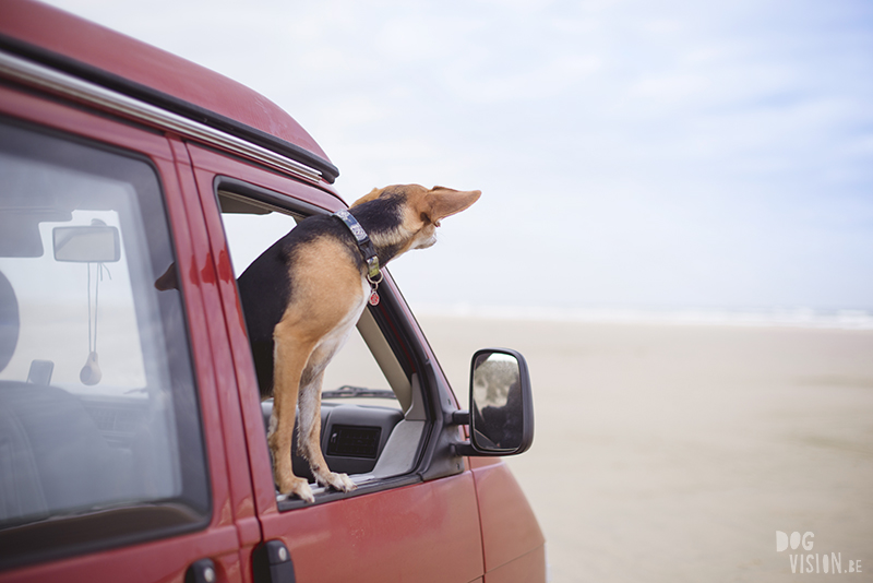 Traveling Europe with dogs, exploring Denmark, Skagen Løkken, AIRbnb Denmark, dog photographer, www.DOGvision.eu