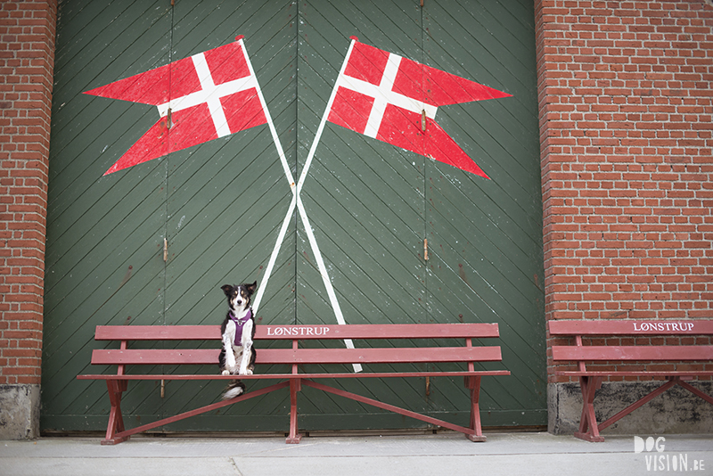 Traveling Europe with dogs, exploring Denmark, Skagen Løkken, AIRbnb Denmark, dog photographer, www.DOGvision.eu