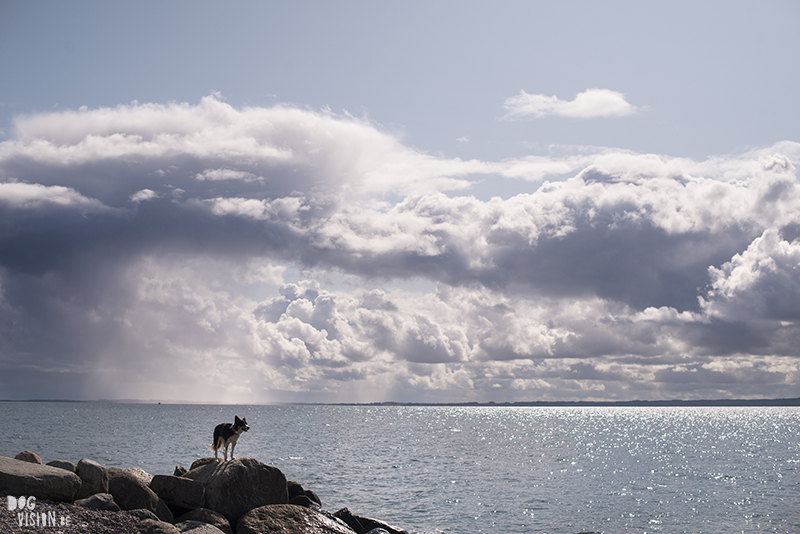 Traveling Europe with dogs, exploring Denmark, Skagen Løkken, AIRbnb Denmark, dog photographer, www.DOGvision.eu