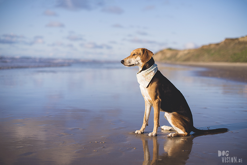 Traveling Europe with dogs, exploring Denmark, Skagen Løkken, AIRbnb Denmark, dog photographer, www.DOGvision.eu