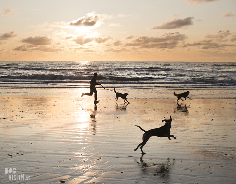 Traveling Europe with dogs, exploring Denmark, Skagen Løkken, AIRbnb Denmark, dog photographer, www.DOGvision.eu