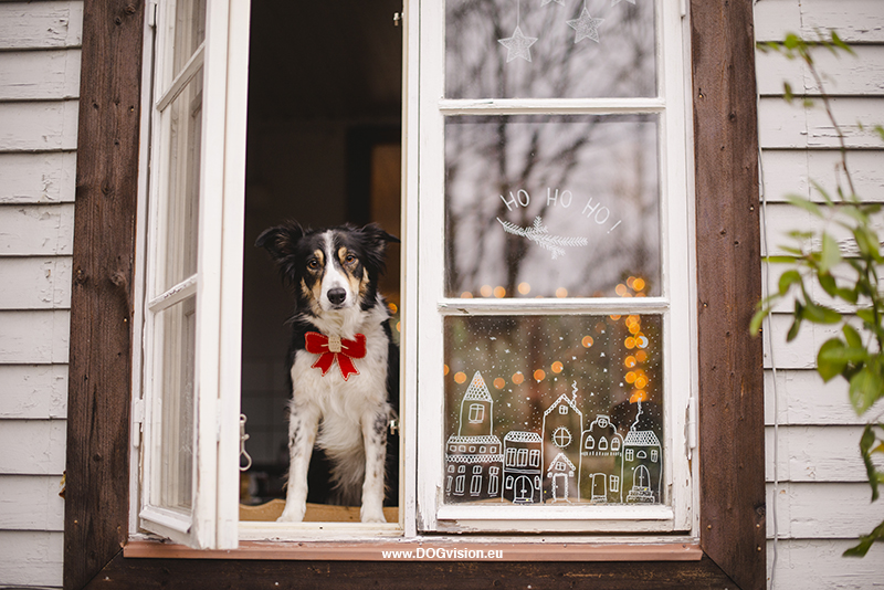 window drawing, Christmas dog photoshoot inspiration. www.DOGvision.eu