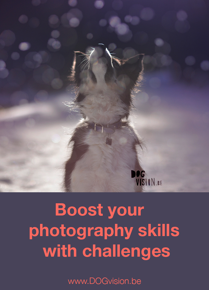 Boost your photography skills with challenges | Dog photography tips by www.DOGvision.be