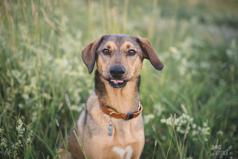 Dog photography, creative commercial dog photography, rescue dog, Europe dog photographer, www.dogvision.eu