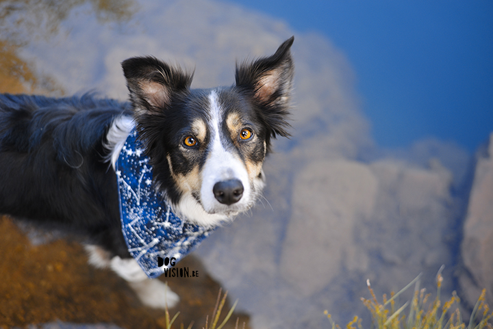 #TongueOutTuesday (29)| Sweden| rescue dog, Border Collie & Transylvanian hound | dog photography | www.DOGvision.be