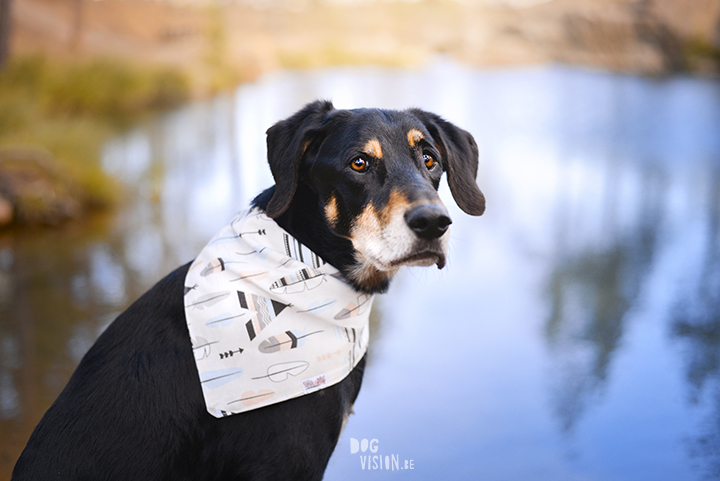 #TongueOutTuesday (29)| Sweden| rescue dog, Border Collie & Transylvanian hound | dog photography | www.DOGvision.be