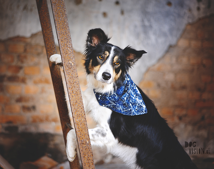 #TongueOutTuesday (29)| Sweden| rescue dog, Border Collie & Transylvanian hound | dog photography | www.DOGvision.be