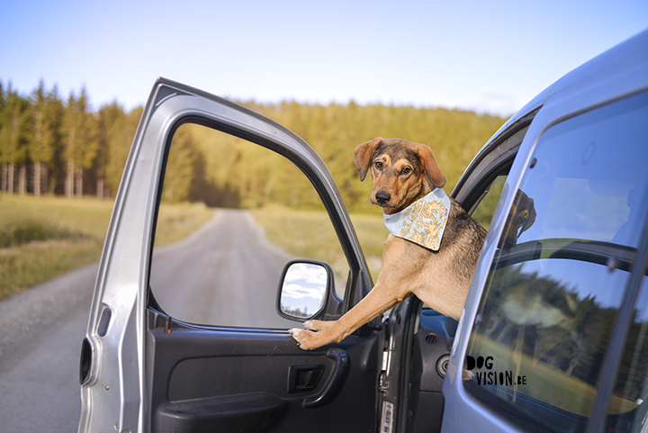 Road tripping with dogs | dog photography | www.DOGvision.be