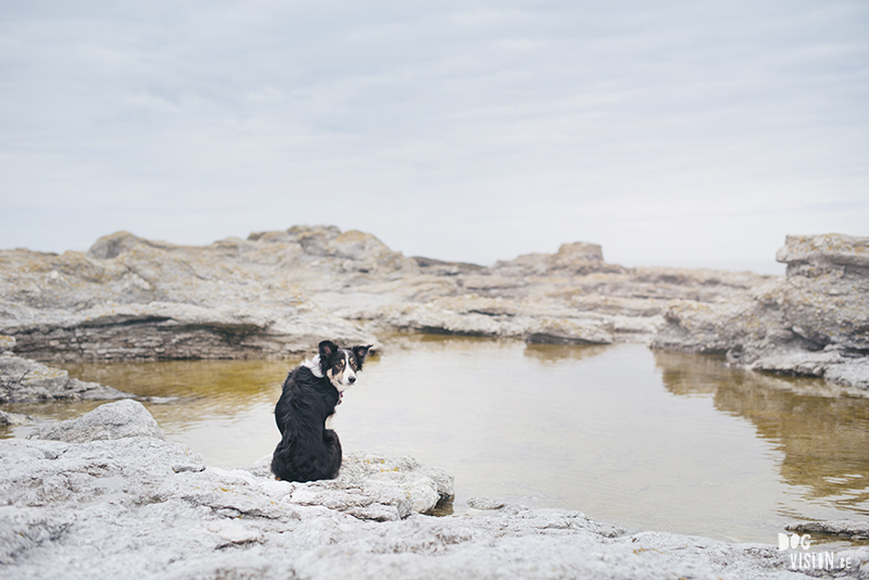 Exploring Gotland, Sweden, traveling with dogs, Europa dog travel, hiking with dogs, dog photographer nordics, www.DOGvision.eu