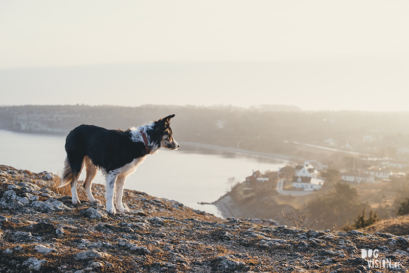 Exploring Gotland, Sweden, traveling with dogs, Europa dog travel, hiking with dogs, dog photographer nordics, www.DOGvision.eu