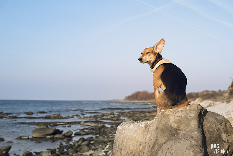 Exploring Gotland, Sweden, traveling with dogs, Europa dog travel, hiking with dogs, dog photographer nordics, www.DOGvision.eu