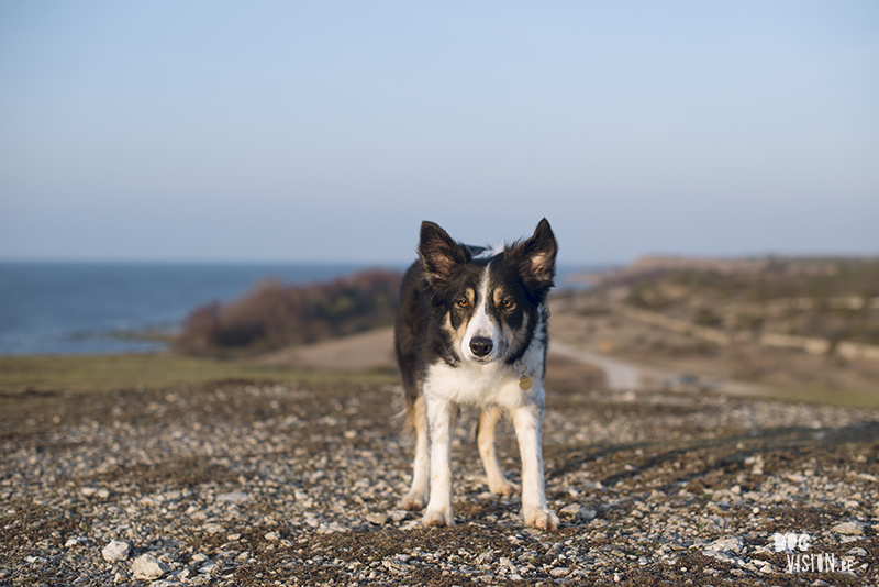 Exploring Gotland, Sweden, traveling with dogs, Europa dog travel, hiking with dogs, dog photographer nordics, www.DOGvision.eu