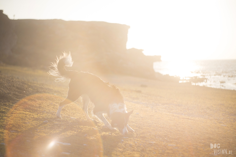 Exploring Gotland, Sweden, traveling with dogs, Europa dog travel, hiking with dogs, dog photographer nordics, www.DOGvision.eu