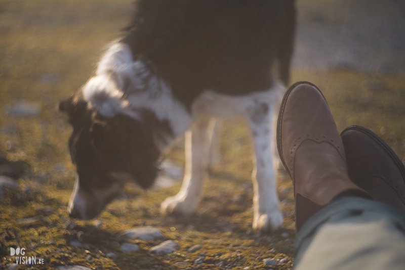 Exploring Gotland, Sweden, traveling with dogs, Europa dog travel, hiking with dogs, dog photographer nordics, www.DOGvision.eu