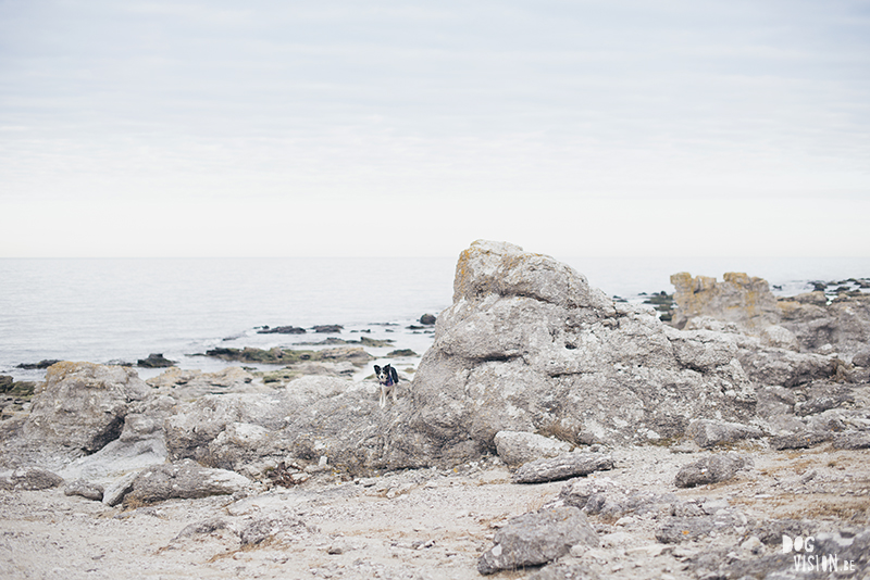 Exploring Gotland, Sweden, traveling with dogs, Europa dog travel, hiking with dogs, dog photographer nordics, www.DOGvision.eu