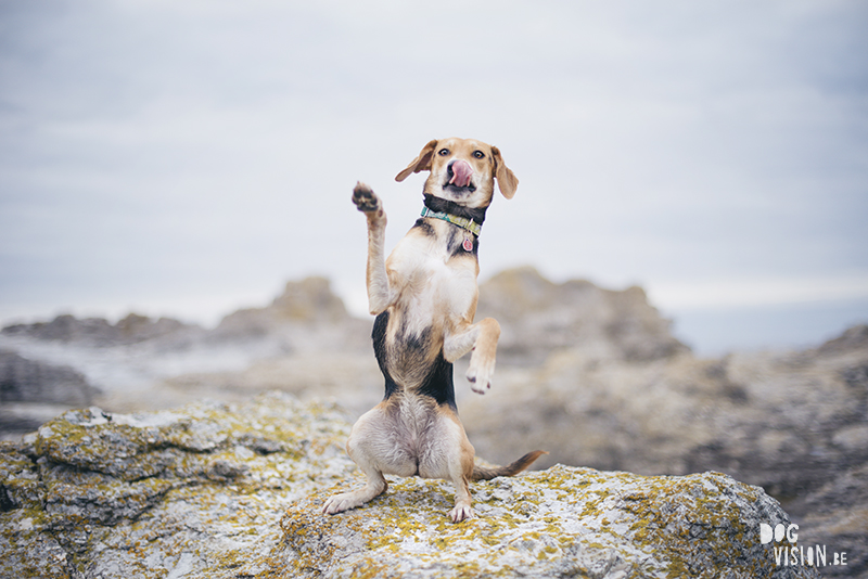 Exploring Gotland, Sweden, traveling with dogs, Europa dog travel, hiking with dogs, dog photographer nordics, www.DOGvision.eu