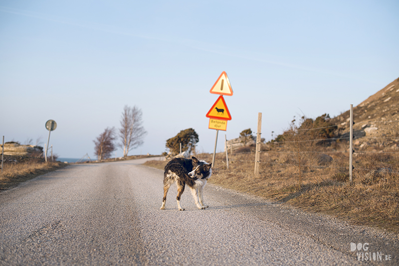 Exploring Gotland, Sweden, traveling with dogs, Europa dog travel, hiking with dogs, dog photographer nordics, www.DOGvision.eu