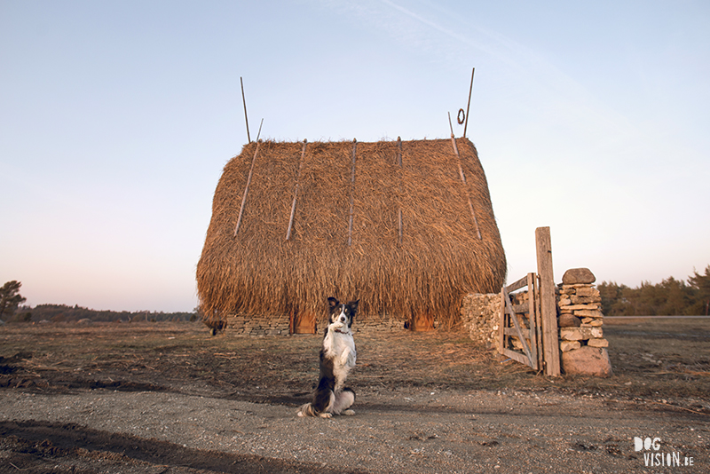 Exploring Gotland, Sweden, traveling with dogs, Europa dog travel, hiking with dogs, dog photographer nordics, www.DOGvision.eu