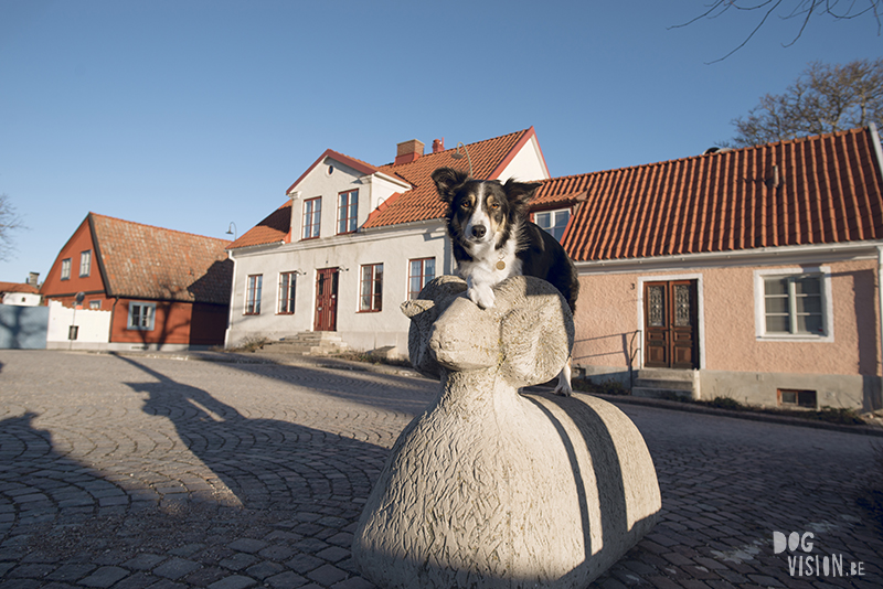 Exploring Gotland, Sweden, traveling with dogs, Europa dog travel, hiking with dogs, dog photographer nordics, www.DOGvision.eu