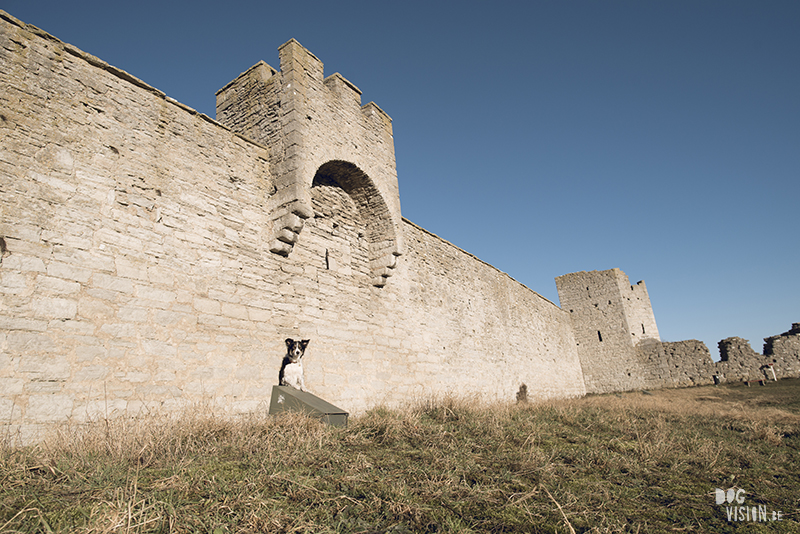 Exploring Gotland, Sweden, traveling with dogs, Europa dog travel, hiking with dogs, dog photographer nordics, www.DOGvision.eu