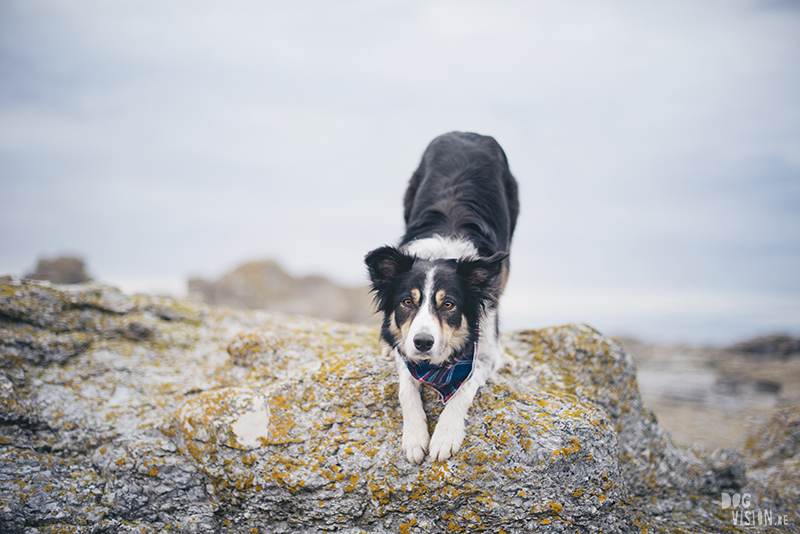 Exploring Gotland, Sweden, traveling with dogs, Europa dog travel, hiking with dogs, dog photographer nordics, www.DOGvision.eu