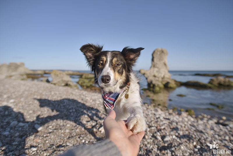 Exploring Gotland, Sweden, traveling with dogs, Europa dog travel, hiking with dogs, dog photographer nordics, www.DOGvision.eu