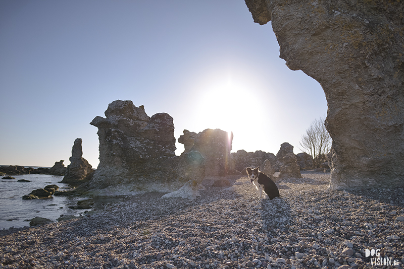 Exploring Gotland, Sweden, traveling with dogs, Europa dog travel, hiking with dogs, dog photographer nordics, www.DOGvision.eu