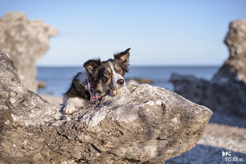 Exploring Gotland, Sweden, traveling with dogs, Europa dog travel, hiking with dogs, dog photographer nordics, www.DOGvision.eu