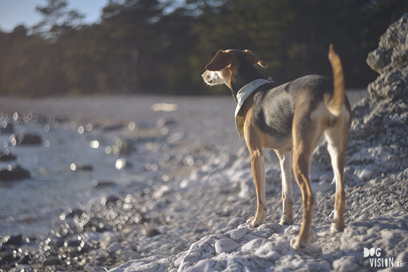 Exploring Gotland, Sweden, traveling with dogs, Europa dog travel, hiking with dogs, dog photographer nordics, www.DOGvision.eu