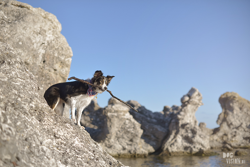 Exploring Gotland, Sweden, traveling with dogs, Europa dog travel, hiking with dogs, dog photographer nordics, www.DOGvision.eu