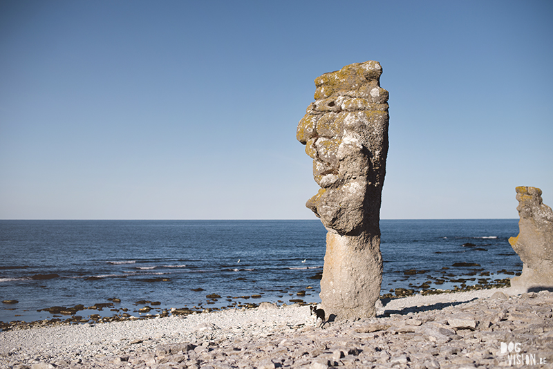 Exploring Gotland, Sweden, traveling with dogs, Europa dog travel, hiking with dogs, dog photographer nordics, www.DOGvision.eu