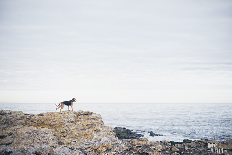 Exploring Gotland, Sweden, traveling with dogs, Europa dog travel, hiking with dogs, dog photographer nordics, www.DOGvision.eu