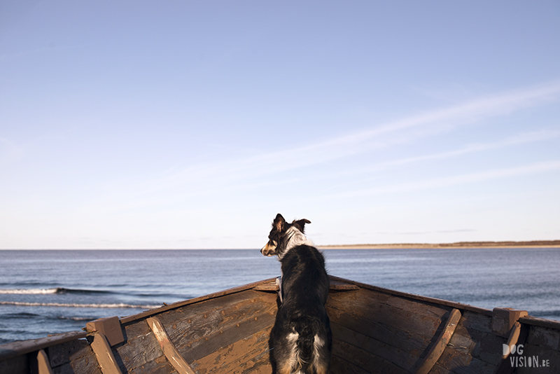 Exploring Gotland, Sweden, traveling with dogs, Europa dog travel, hiking with dogs, dog photographer nordics, www.DOGvision.eu