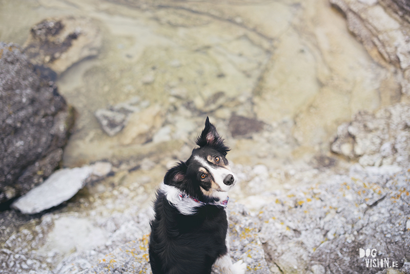 Exploring Gotland, Sweden, traveling with dogs, Europa dog travel, hiking with dogs, dog photographer nordics, www.DOGvision.eu