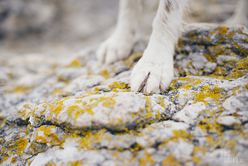 Exploring Gotland, Sweden, traveling with dogs, Europa dog travel, hiking with dogs, dog photographer nordics, www.DOGvision.eu